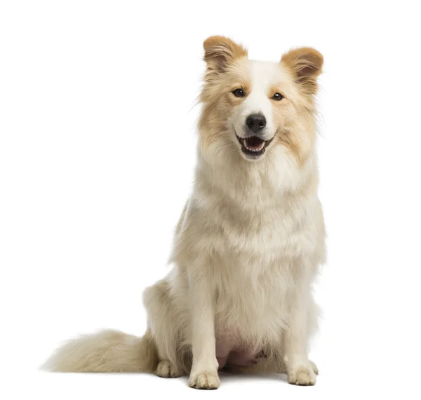 Border Collie, 2,5 anos, sentado e olhando para a câmera na frente do fundo branco — Fotografia de Stock