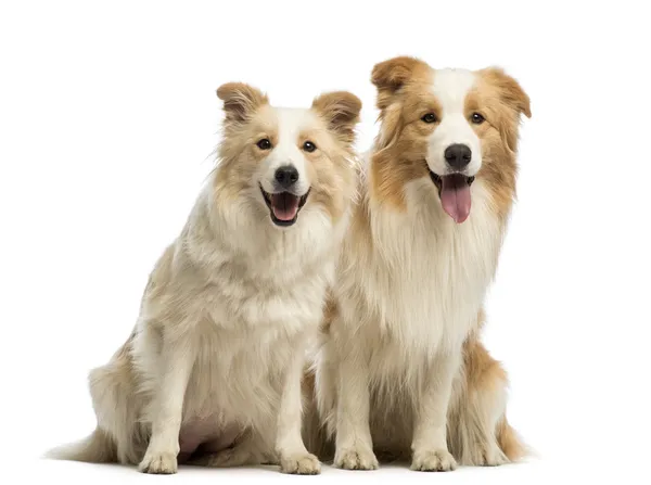 Male and female Border Collie, 1.5 years old and 2.5 years old, sitting, panting and looking at the camera in front of white background — Stock Photo, Image