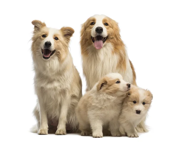 Bordercollie familie, vader, moeder en puppies, zit op witte achtergrond — Stockfoto