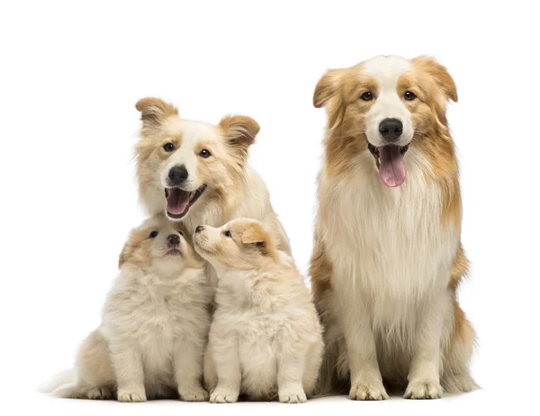 Border collie family, father, mother and puppies, sitting in front of white background — Stock Photo, Image