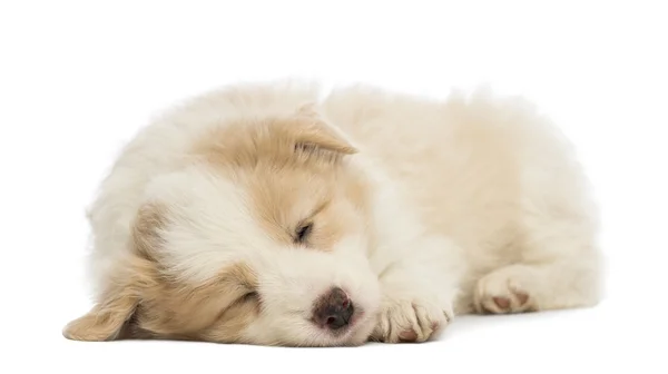 Cachorro Border Collie, de 6 semanas de edad, acostado y durmiendo frente al fondo blanco — Foto de Stock