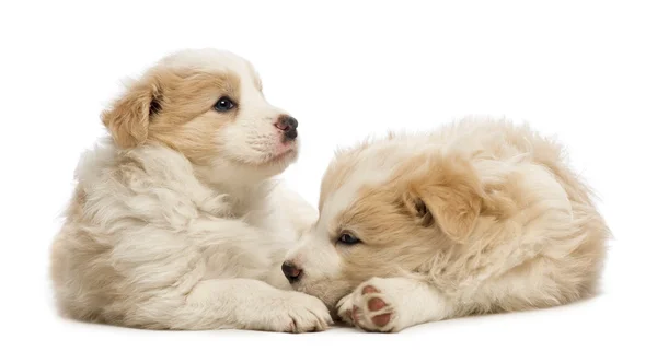 Twee Bordercollie puppies, 6 weken oud, liggen voor witte achtergrond — Stockfoto