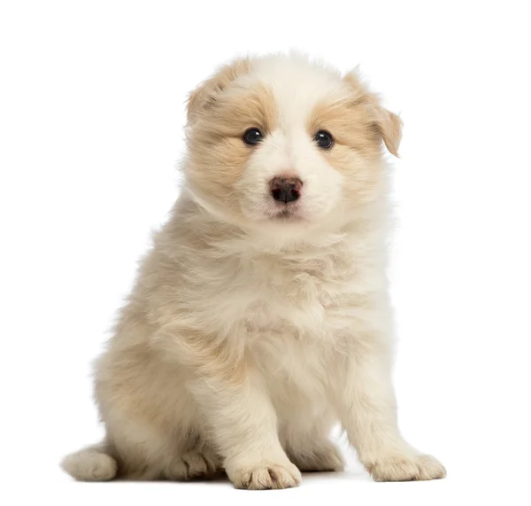 Bordercollie pup, 6 weken oud, zitten en kijken naar de camera voor witte achtergrond — Stockfoto