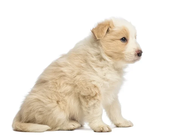 Border Collie filhote de cachorro, 6 semanas, sentado na frente do fundo branco — Fotografia de Stock