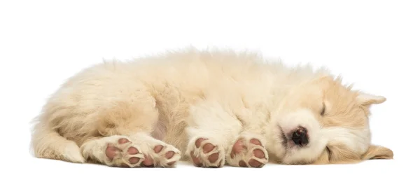 Щенок Бордер Колли, 6 недель, лежит и спит на белом фоне — стоковое фото