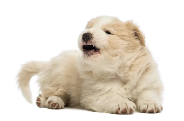 Border Collie puppy, 6 weeks old, lying and barking, yawning in front of white background — Stock Photo, Image