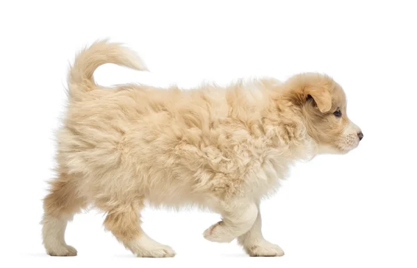 Vista lateral de un cachorro Border Collie, de 6 semanas de edad, caminando frente al fondo blanco —  Fotos de Stock
