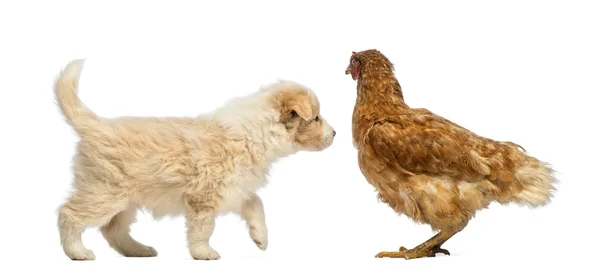 Border Collie puppy, 6 weeks old, looking at a hen standing in front of white background — Stock Photo, Image