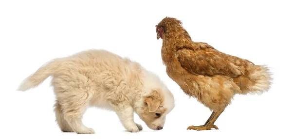 Cachorrinho da Fronteira Collie, 6 semanas, cheirando o chão na frente de uma galinha na frente do fundo branco — Fotografia de Stock