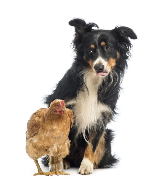 Border Collie, 8.5 years old, sitting behind a hen a looking at it with envy in front of white background — Stock Photo, Image