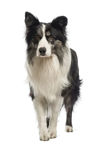 Fronteira Collie, 8,5 anos, na frente do fundo branco — Fotografia de Stock