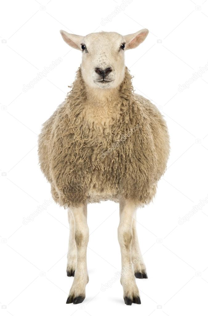 Front view of a Sheep looking at camera against white background