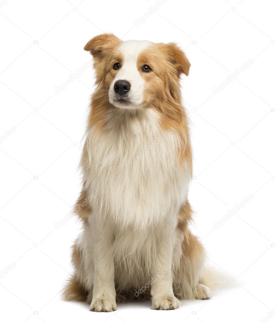 Border Collie, 1.5 years old, sitting and looking away in front of white background