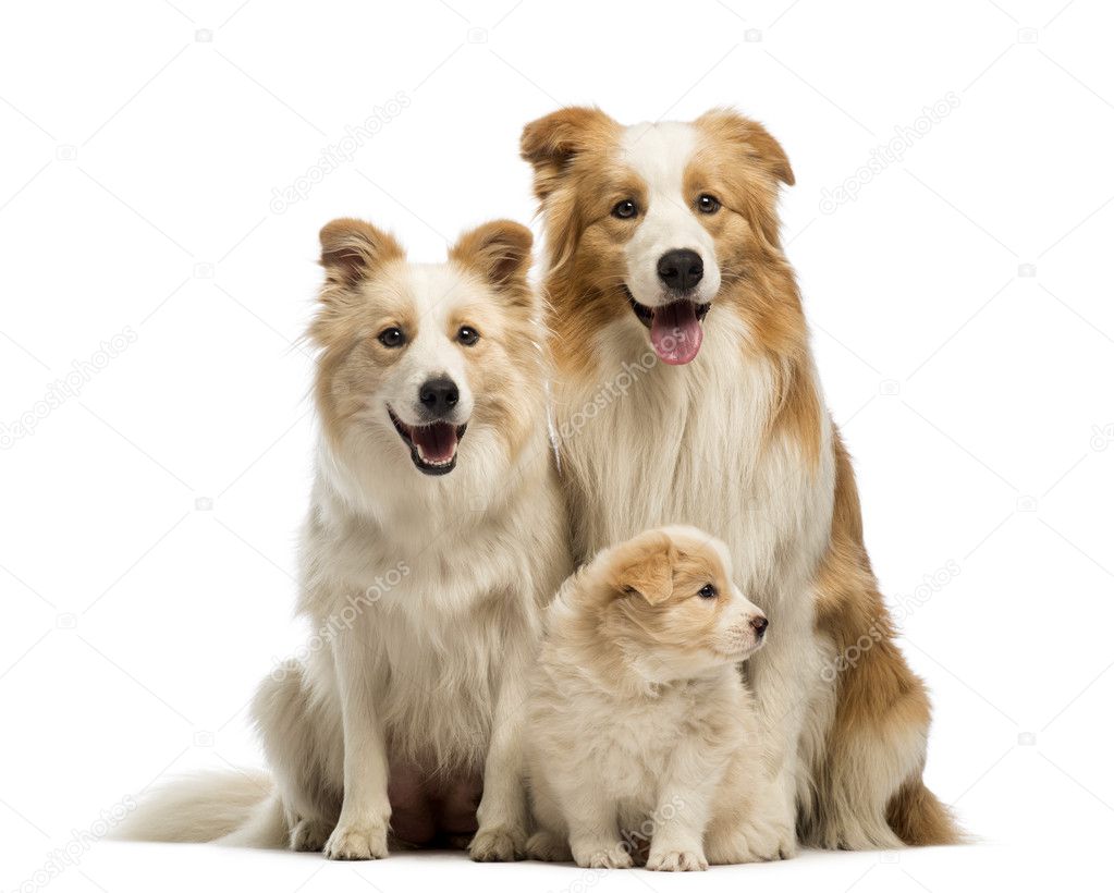 Border collie family, father, mother and puppies, sitting in front of white background
