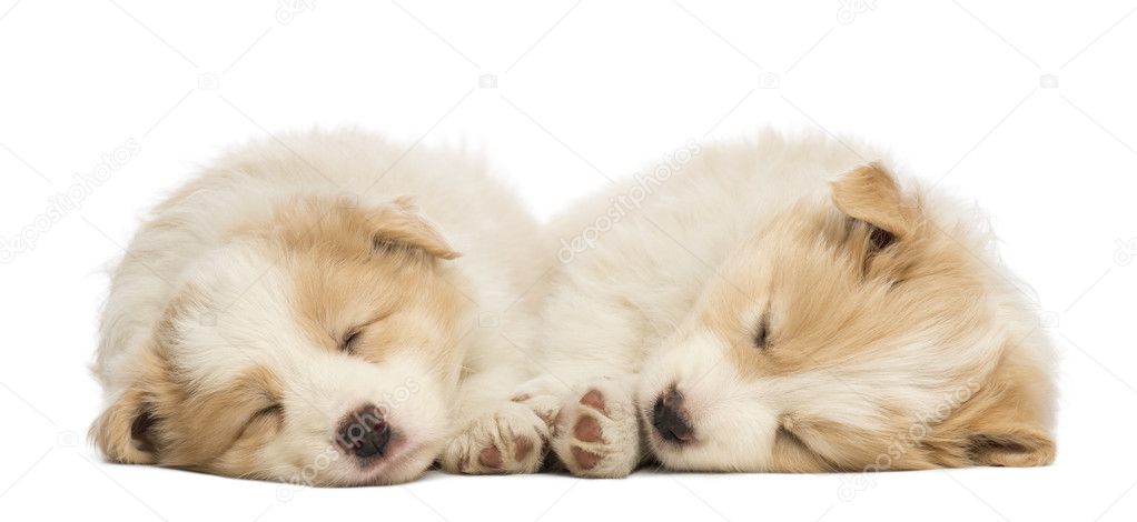 Two Border Collie puppies, 6 weeks old, lying and sleeping in front of white background