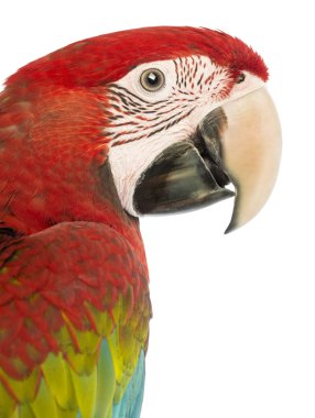 yan görünümü yakın çekim yeşil kanatlı ara, ara chloropterus, 1 yıl beyaz arka plan eski,