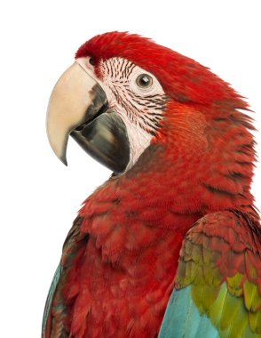 yan görünümü yakın çekim yeşil kanatlı ara, ara chloropterus, 1 yıl beyaz arka plan eski,