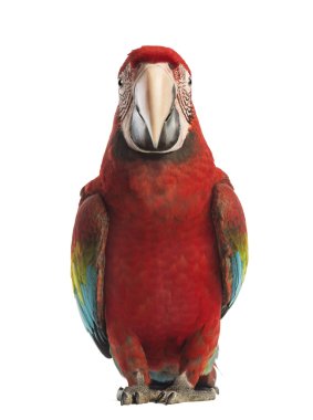 Front view of a Green-winged Macaw, Ara chloropterus, 1 year old, in front of white background clipart