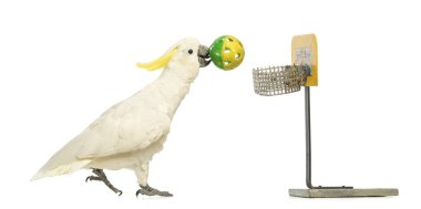 Sulphur-crested Cockatoo, Cacatua galerita, 30 years old, playing basketball, holding a ball in its beak in front of white background clipart