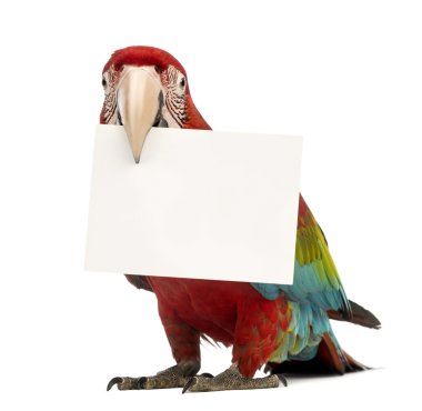 Green-winged Macaw, Ara chloropterus, 1 year old, holding a white card in its beak in front of white background