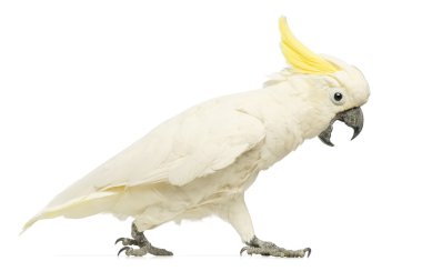 Kükürt tepeli kakadu, cacatua galerita, 30 yaşında, beyaz arka plan önünde onun gaga açık ile yürüme