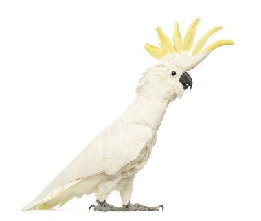 Kükürt tepeli kakadu, cacatua galerita, 30 yıl yaşlı, beyaz arka plan önünde kret