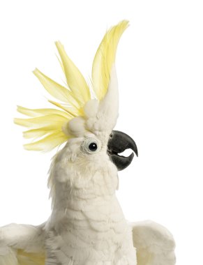 Kükürt tepeli kakadu, cacatua galerita, 30 yıl yaşlı, beyaz arka plan önünde sorguç yakın çekim