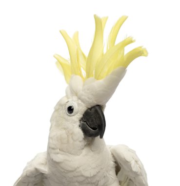 Kükürt tepeli kakadu, cacatua galerita, 30 yıl yaşlı, beyaz arka plan önünde sorguç yakın çekim