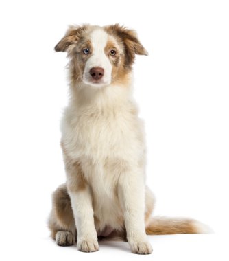Avustralyalı çoban köpek yavrusu, 4 ay yaşlı, beyaz arka planı oturan