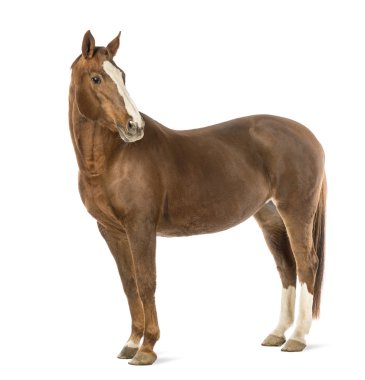 Horse looking at camera in front of white background clipart