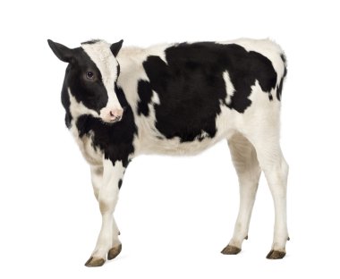 Side view of a Veal, 8 months old, looking backwards in front of white background clipart