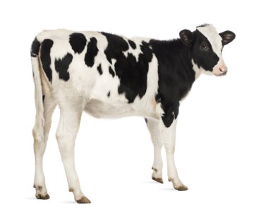 Rear view of a Veal, 8 months old, in front of white background clipart