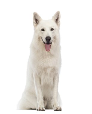 Swiss çoban köpeği, 5 yıl yaşlı, oturma, nefes nefese ve beyaz arka plan önünde kamera bakıyor