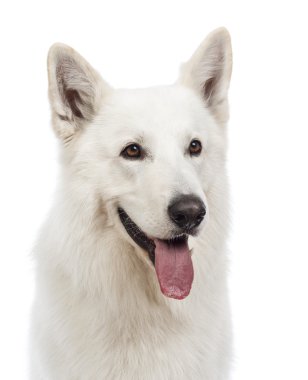 bir İsviçre çoban köpeği, 5 yıl yaşlı, nefes nefese ve beyaz arka plan uzağa bakarak yakın çekim