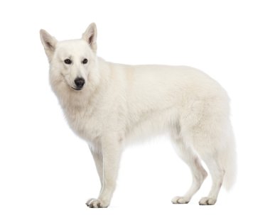 swiss çoban uzağa bakarak beyaz arka plan köpek, 5 yaşında, yan görünüm