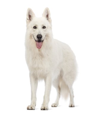 Swiss çoban köpeği, 5 yıl yaşlı, nefes nefese ve beyaz arka plan önünde kamera bakıyor