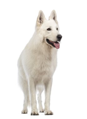 Swiss çoban köpeği, 5 yıl yaşlı, nefes nefese ve beyaz arka plan uzağa arıyorsunuz