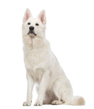 Swiss çoban köpeği, 5 yıl yaşlı, oturma ve beyaz arka plan arıyorsunuz