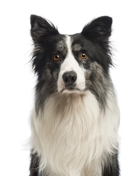 Close-up de um Border Collie, 8,5 anos, em frente ao fundo branco — Fotografia de Stock