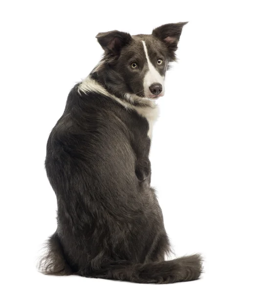 Rear view of a Border Collie, 8 months old, looking back at the camera in front of white background — Stock Photo, Image