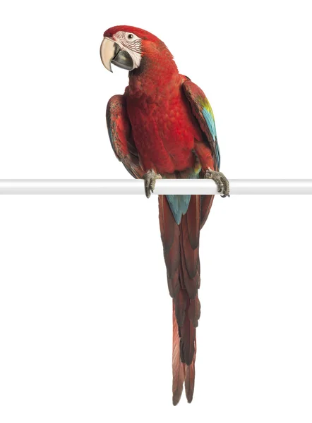 Green-winged Macaw, Ara chloropterus, 1 year old, perched in front of white background — Stock Photo, Image