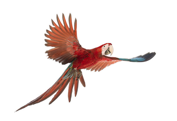 Green-winged Macaw, Ara chloropterus, 1 year old, flying in front of white background