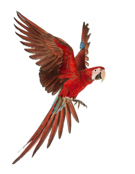 Green-winged Macaw, Ara chloropterus, 1 year old, flying in front of white background