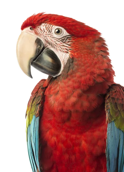 Close-up of a Green-winged Macaw, Ara chloropterus, 1 year old, in front of white background — Stock Photo, Image