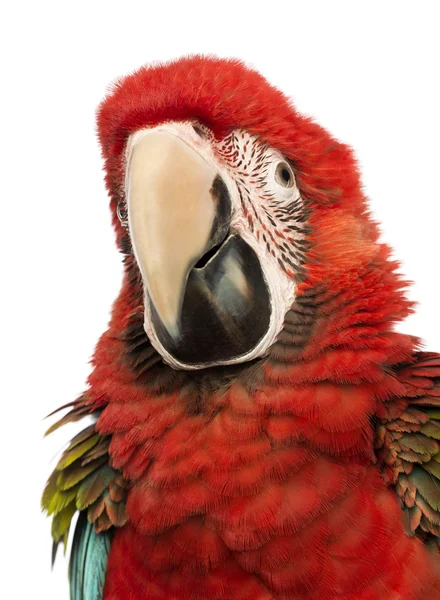 Primer plano de un guacamayo de alas verdes, Ara chloropterus, 1 año de edad, frente a fondo blanco —  Fotos de Stock