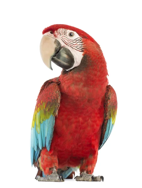 Guacamayo de alas verdes, Ara chloropterus, 1 año de edad, delante de fondo blanco — Foto de Stock