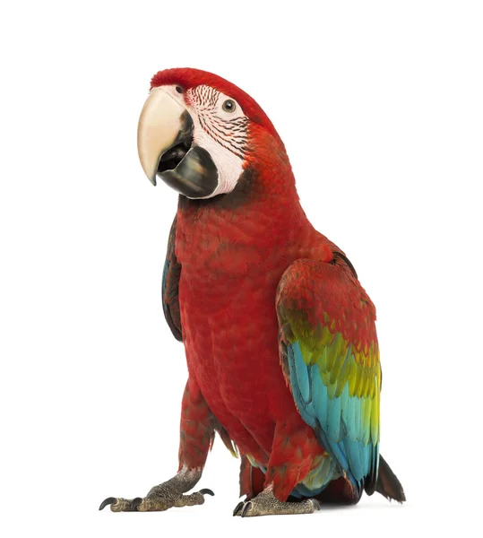 Guacamayo de alas verdes, Ara chloropterus, 1 año de edad, delante de fondo blanco —  Fotos de Stock