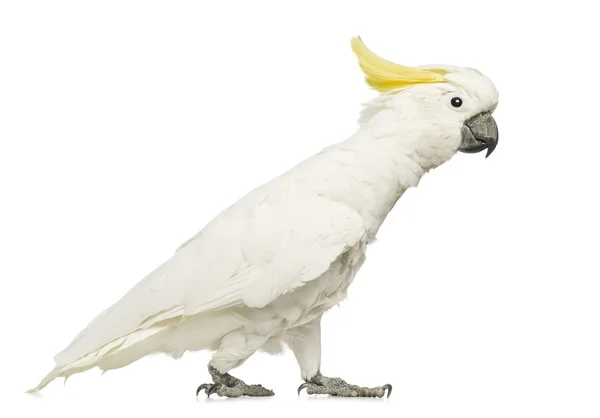 유황-볏이 있는 앵무새, Cacatua galerita, 30 세, 흰색 배경 앞에 걸어 — 스톡 사진