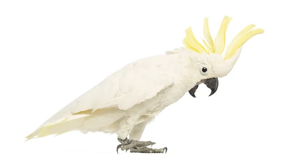 Sulphur-crested Cockatoo, Cacatua galerita, 30 years old, with crest up in front of white background — Stock Photo, Image