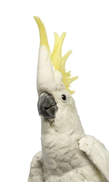 Close-up of a Sulphur-crested Cockatoo, Cacatua galerita, 30 years old, with crest up in front of white background — Stock Photo, Image